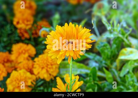 Tageti, fiori di marigolds che fioriscono in tutte le sfumature di giallo e arancione, fotografati a stretto raggio contro altri fiori Foto Stock