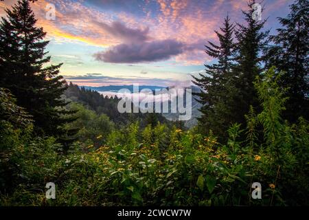 Great Smoky Mountains Alba e fiori selvatici. Smoky Mountain alba con fiori selvatici in primo piano al nuovo Gap nelle Great Smoky Mountains