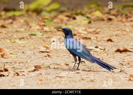 Meves Starling - Lamprotornis mevesii specie di uccello metallico colorato della famiglia degli Sturnidae, trovato in Angola, Botswana, Malawi, Mozambico, Namibia, SO Foto Stock