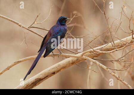 Meves Starling - Lamprotornis mevesii specie di uccello metallico colorato della famiglia degli Sturnidae, trovato in Angola, Botswana, Malawi, Mozambico, Namibia, SO Foto Stock