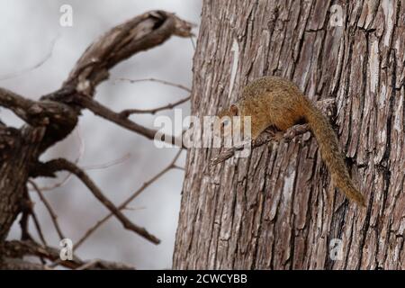 Scoiattolo di cespuglio di Smiths - Paraxerus (Sciurus) cepapi conosciuto come scoiattolo di piede giallo o scoiattolo di albero, è uno scoiattolo di cespuglio africano che è nativo a. Foto Stock