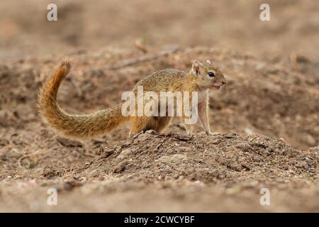 Scoiattolo di cespuglio di Smiths - Paraxerus (Sciurus) cepapi conosciuto come scoiattolo di piede giallo o scoiattolo di albero, è uno scoiattolo di cespuglio africano che è nativo a. Foto Stock