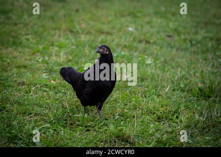 Stoapiperl/ Steinhendl gallina completamente nera, una razza di pollo in via di estinzione dall'Austria Foto Stock