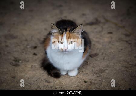 Tricolore giovane fattoria gatto mentendo Foto Stock