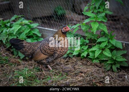 Stoapiperl marrone/ Steinhendl gallina, una razza di pollo in pericolo proveniente dall'Austria Foto Stock