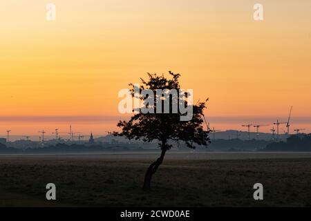 Albero solitario con silhouette della torre della gru sul cantiere con lo sfondo della costruzione della città nel cielo del tramonto. Phoenix Park Dublino, Irlanda Foto Stock