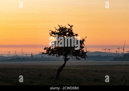 Albero solitario con silhouette della torre della gru sul cantiere con lo sfondo della costruzione della città nel cielo del tramonto. Phoenix Park Dublino, Irlanda Foto Stock