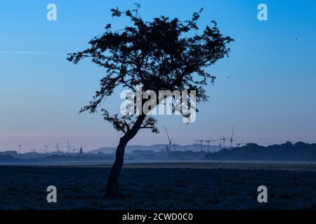 Albero solitario con silhouette della torre della gru sul cantiere con lo sfondo della costruzione della città nel cielo del tramonto. Phoenix Park Dublino, Irlanda Foto Stock