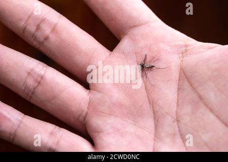 Macro fotografia di zanzara colpito lo schiaffo morto sulla palma. Foto Stock