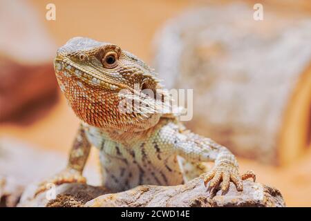 macro di drago alato maschio che guarda carino, colore mezzo ritratto Foto Stock