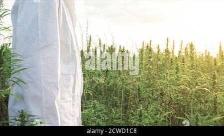 Medico scienziato che controlla le piante di canapa sul campo di fattoria. Cannabis terapeutica sativa. Foto Stock