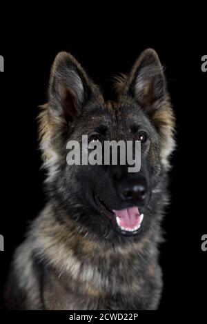 Cane Pastore Tedesco dai capelli lunghi (alsaziano) - ritratto in studio con nero sfondo Foto Stock