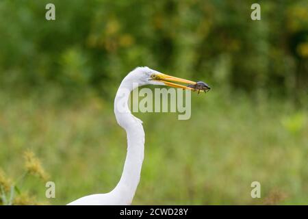 Un adulto grande pesca di egret, Ardea alba, fiume Pacaya, riserva di Pacaya-Samiria, Loreto, Perù. Foto Stock