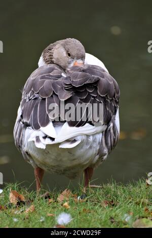 Addormentato oca bianca grigia in piedi su erba da dietro in fronte di un laghetto Foto Stock