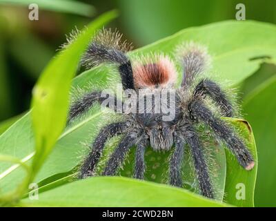 Un tarantula peruviana peruviana, Avicularia juruensis, sul fiume Pacaya, Nauta, Perù. Foto Stock