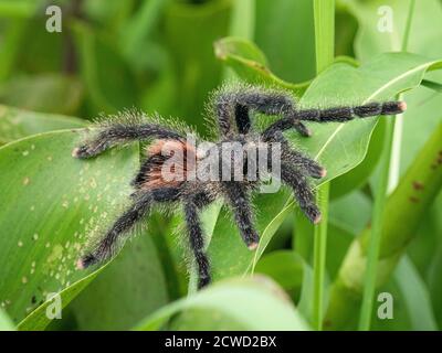 Un tarantula peruviana peruviana, Avicularia juruensis, sul fiume Pacaya, Nauta, Perù. Foto Stock