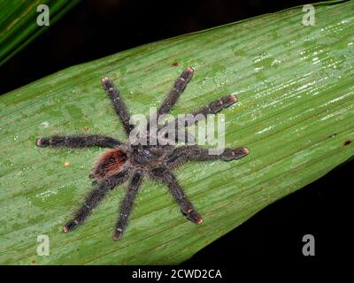 Un tarantula peruviana peruviana, Avicularia juruensis, sul fiume Marañon, Nauta, Perù. Foto Stock