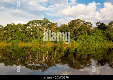 Riflessioni della riva del fiume sul lago Yanayacu, Río Pacaya, riserva di Pacaya-Samiria, Perù. Foto Stock