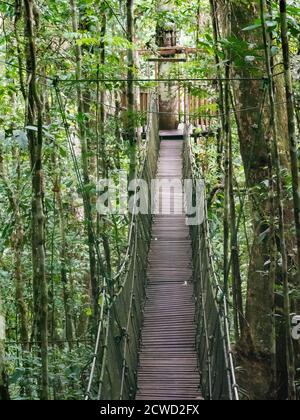 Baldacchino ponte di cavo per i turisti nel Parco Naturale Amazzone, Río Marañon, Nauta, Perù. Foto Stock