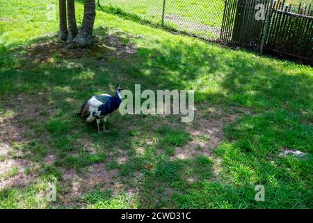 Una splendida pavone blu in una Patch of Grass in Uno zoo Foto Stock