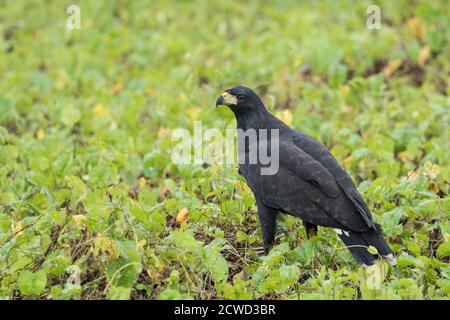 Un grande falco nero adulto, Buteogallus urubitinga, a caccia lungo il fiume Pacaya, Pacaya Samiria riserva, Perù. Foto Stock