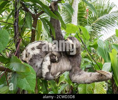 Madre e bambino bruno-gola bruno-bradipus variegatus, San Francisco, bacino amazzonico, Loreto, Perù. Foto Stock