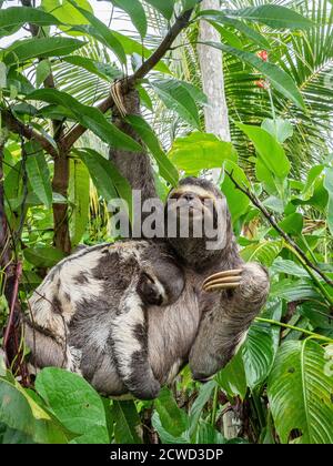 Madre e bambino bruno-gola bruno-bradipus variegatus, San Francisco, bacino amazzonico, Loreto, Perù. Foto Stock