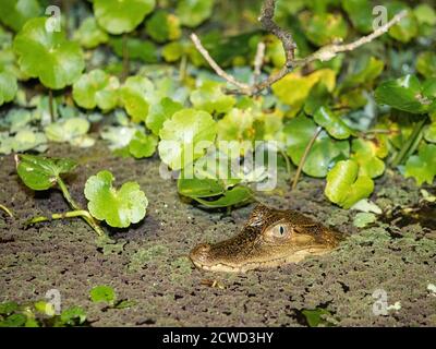 Un giovane caimano, il coccodrillo Caiman, di notte sul Rio El Dorado, Ucayali River, Amazon Basin, Loreto, Perù. Foto Stock