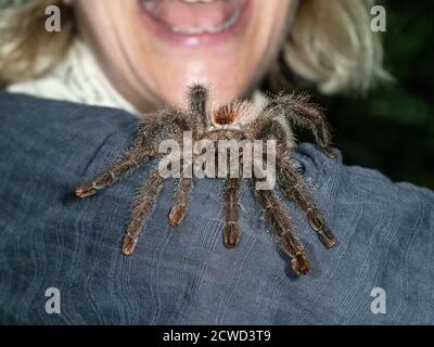 Donna gestisce una tarantula, urlando per il divertimento, Rio delle Amazzoni, Perù. Foto Stock