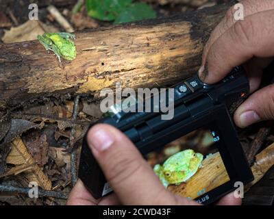 Una rana verde adulta di pelle ruvida, Hyla granosa, sul fiume Marañon, Nauta, Perù. Foto Stock