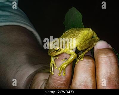 Una rana verde adulta, Hyla granosa, sul fiume Ucayali di notte, riserva di Pacaya Samiria, Loreto, Perù. Foto Stock