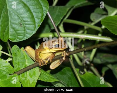 Una rana verde adulta, Hyla granosa, sul fiume Ucayali di notte, riserva di Pacaya Samiria, Loreto, Perù. Foto Stock