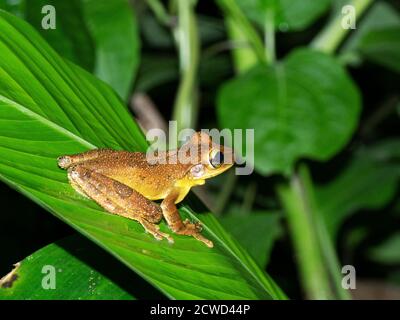 Una rana verde adulta, Hyla granosa, sul fiume Ucayali di notte, riserva di Pacaya Samiria, Loreto, Perù. Foto Stock