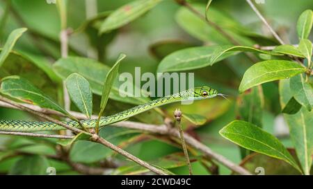 Serpente di pappagallo dalla pelle nera, Leptophis ahaetulla nigromarginatus, fiume Pacaya, bacino amazzonico, Loreto, Perù. Foto Stock