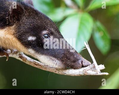 Un coati sudamericano adulto, Nasua nasua, albero di arrampicata a Pacalpa Caño, Amazon Basin, Loreto, Perù. Foto Stock