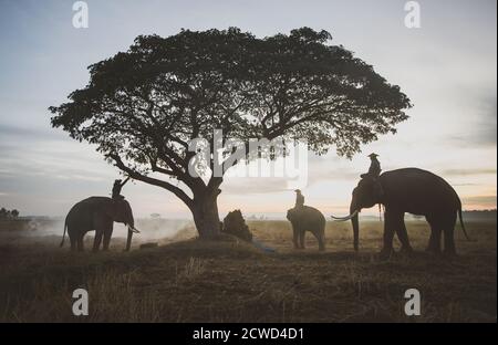 Coltivatori thailandesi che lavorano nei campi di riso Foto Stock