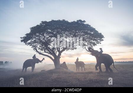 Coltivatori thailandesi che lavorano nei campi di riso Foto Stock