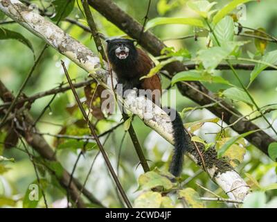 Un adulto Tamarin di Saddleback, Saguinus fuscicollis, su Belluda Caño, Amazon Basin, Loreto, Perù. Foto Stock