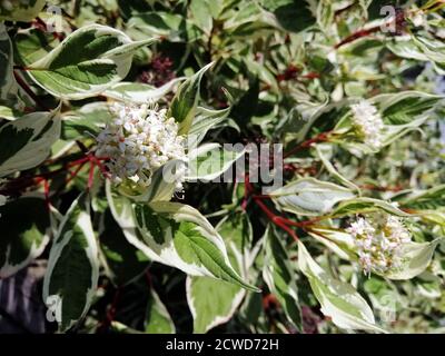 Primo piano di cornus erba fiori su un cespuglio Foto Stock