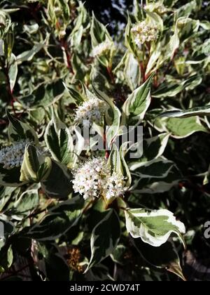 Colpo verticale di fiori di erba di cornus su un cespuglio Foto Stock