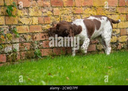 Inglese Springer Spaniel, marrone e fegato, marrone e bianco, canino, Gun Dog, energico, attivo, lavoratore duro, lavoro sul campo, attento desideroso, bello, animale domestico Foto Stock
