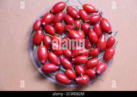 Queste rose a forma ovale, che sono di colore rosso brillante, sono state scelte da un cespuglio di rosa spinoso pieno di rose rosa. Foto Stock