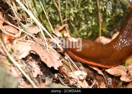 Lo slug spagnolo (Arion vulgaris o Arion lusitanicus). Foto Stock