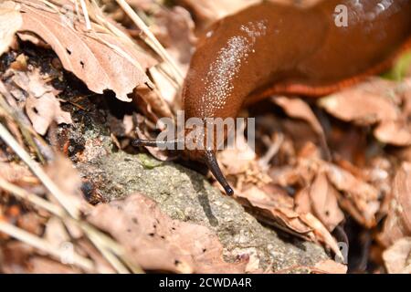 Lo slug spagnolo (Arion vulgaris o Arion lusitanicus). Foto Stock