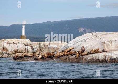 Un grande gruppo di leoni marini californiani che si abbronzano su un Rock al largo della costa della Columbia Britannica Foto Stock