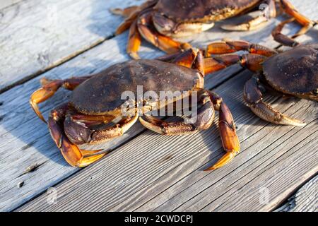 Un primo piano di un granchio Dungeness maschile seduto su un molo con altri granchi sullo sfondo. Preso in Sechelt, British-Columbia Foto Stock