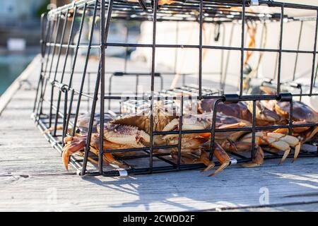 Un primo piano di un granchio Dungeness maschio in una trappola su un pontile a Sechelt, British Columbia Foto Stock