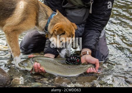 Un primo piano di un pescatore con una trota toro e il suo cane da crociera St Bernard Husky che ispeziona il pesce su un fiume a Squamish, British Columbia, Canada Foto Stock