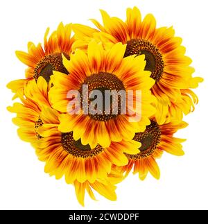 bouquet di girasoli isolato su sfondo bianco. Foto Stock