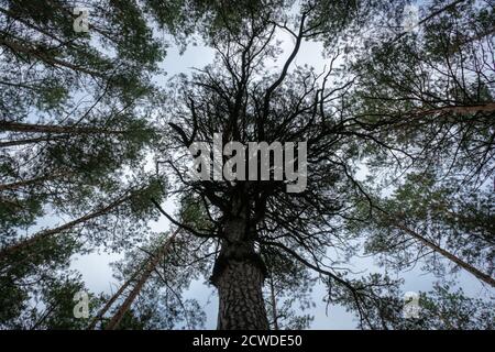 Dark Branchy Tree contro il cielo Foto Stock